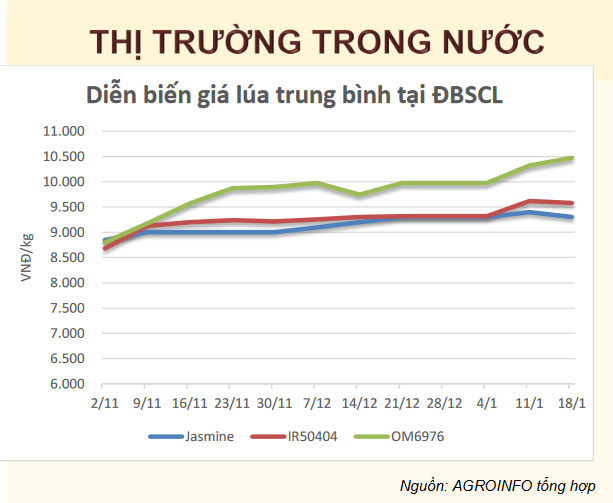 thi truong-gao-trong-nuoc_1705993224.PNG